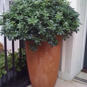 Meet your Posher, Cpreciado